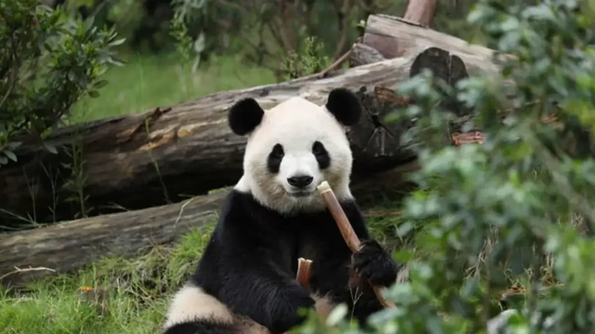 China’s New Panda Diplomats Ping Ping and Fu Shuang Head to Atlanta
