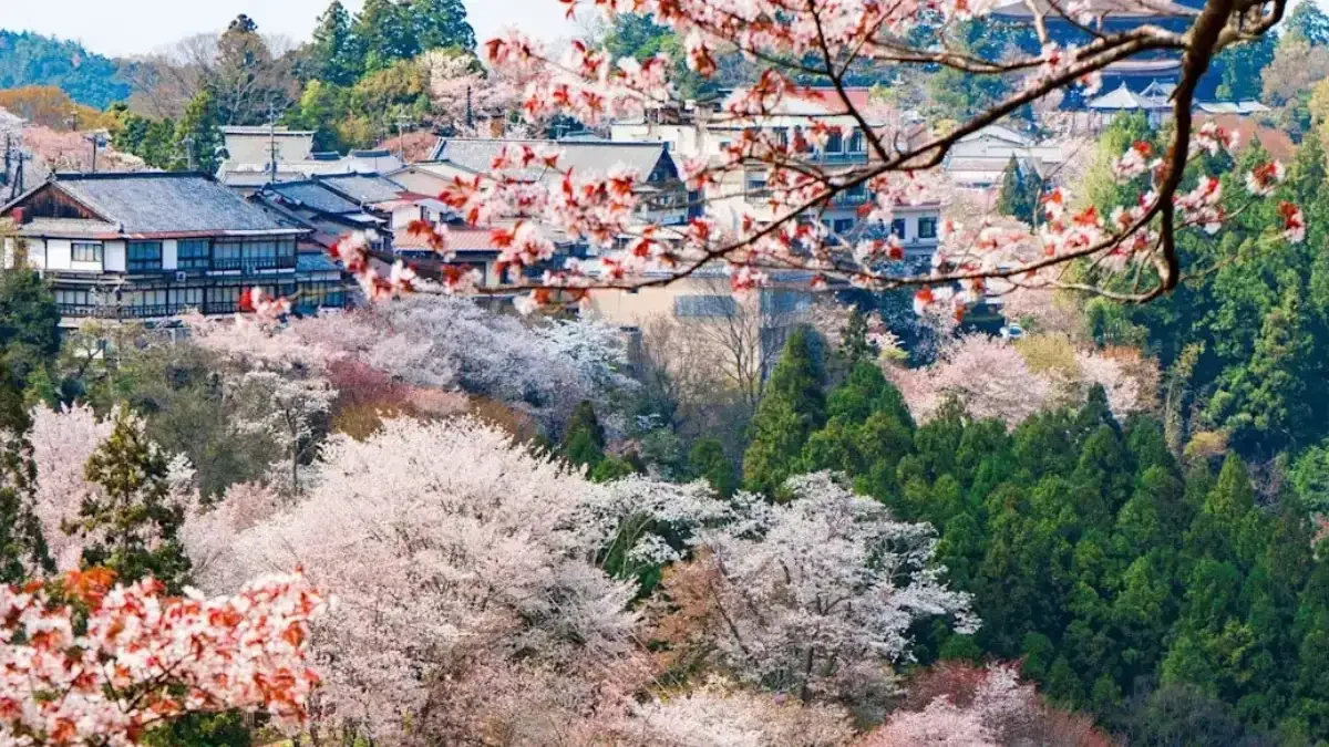 Japan's Aging Silent Towns and Empty Homes