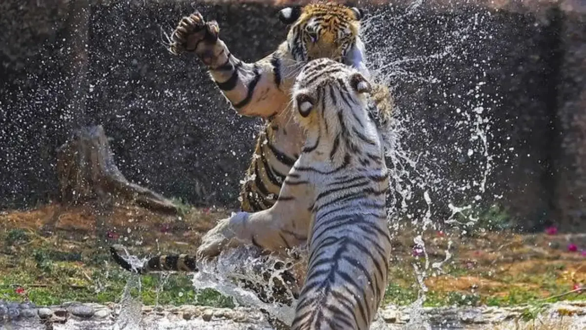 India's Tiger Paradox: Record Populations and Rising Mortalities