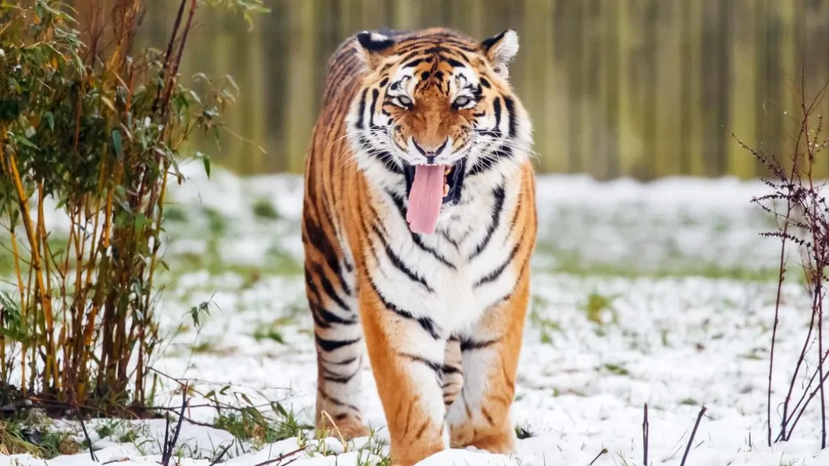 Man Dies in Yorkshire Wildlife Park Tiger Enclosure